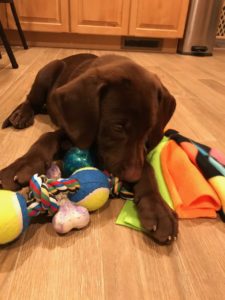 chocolate labrador retriever puppy with toys