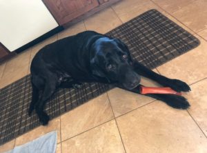 black Labrador Retriever with dog bone