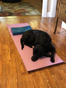 black Labrador Retriever on yoga mat