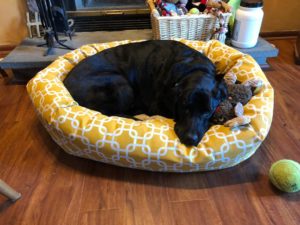 black Labrador Retriever stuffed toy on yellow dog bed