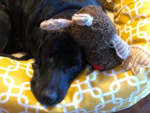 black Labrador Retriever stuffed toy on yellow dog bed