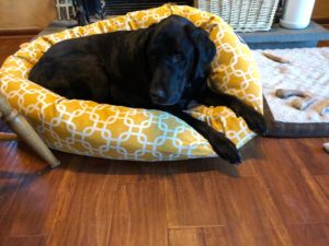 black Labrador Retriever on dog bed