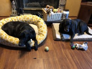 two black Labrador Retriever on dog bed