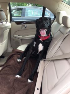 black labrador retriever in back seat of car