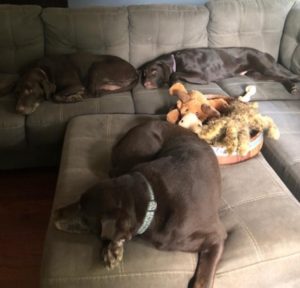 3 chocolate labrador retriever laying on couch
