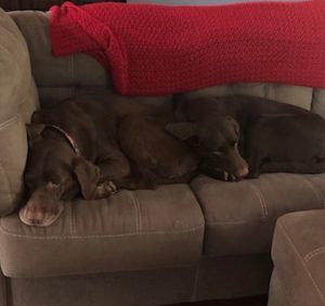 2 chocolate labrador retriever laying on couch