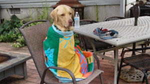yellow labrador retriever wrapped in towel