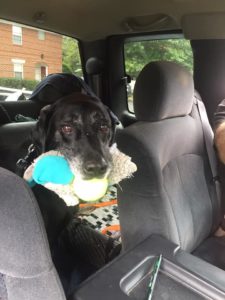 black labrador retriever in car with toy