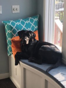 black Labrador Retriever laying on window seat