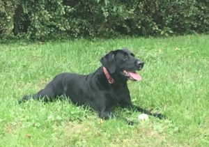 black Labrador Retriever with ball in grass