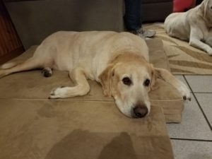 yellow Labrador Retriever on dog bed