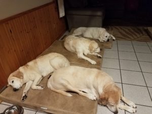 4 yellow Labrador Retriever on dog bed