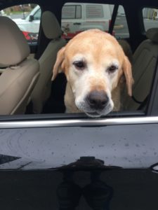 yellow labrador retriever in car