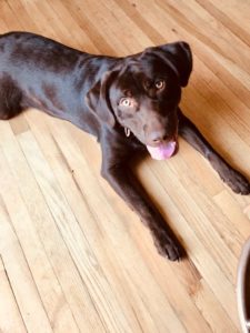 Chocolate Labrador Retriever laying down tongue out
