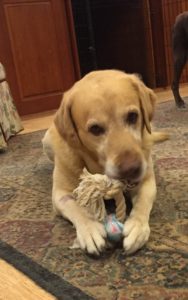 yellow labrador retriever chewing on rope toy