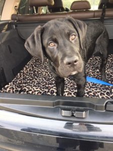Sawyer rescue ride for Labrador Retriever mix