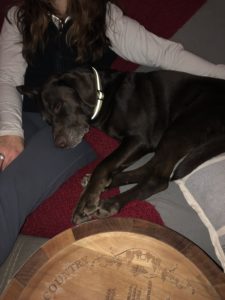 Chocolate Labrador Retriever sleeping