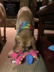 Yellow Labrador Retriever with toys