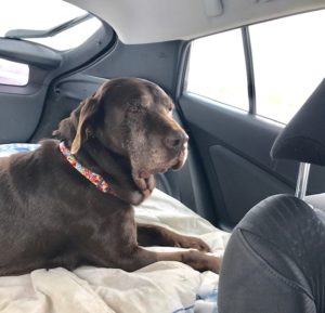 rescue ride for chocolate Labrador Retriever Penny