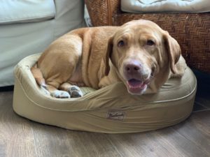 yellow labrador retriever back end in small dog bed