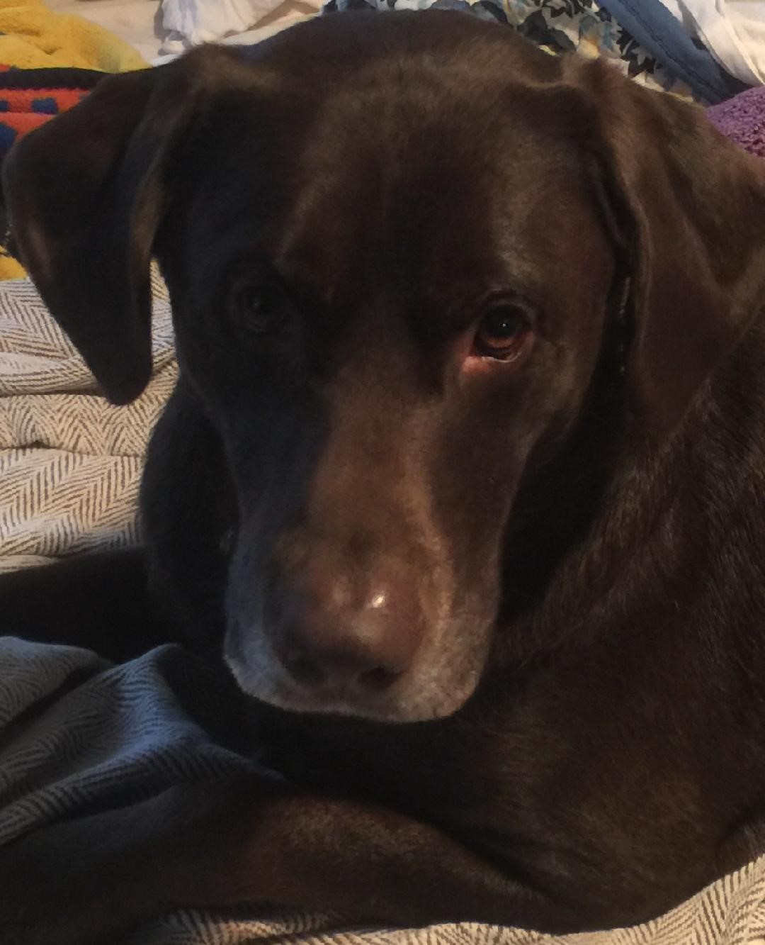 chocolate Labrador Retriever face