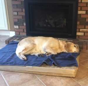 yellow Labrador Retriever sleeping