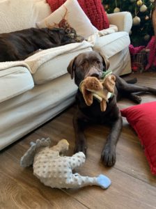 Chocolate Labrador Retriever stuffed toy in mouth