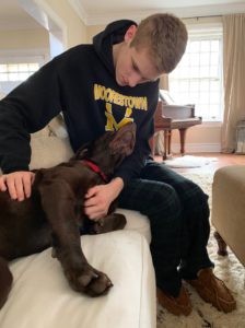 Chocolate Labrador Retriever and boy on sofa