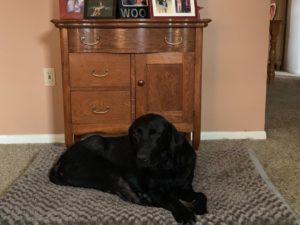 Black Labrador Retriever on dog bed
