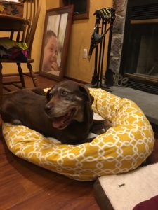 Chocolate Labrador Retriever on dog bed