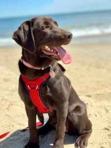 Chocolate Labrador puppy Mandy hanging on the beach