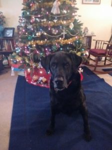 black Labrador Retriever Christmas tree