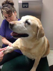 yellow Labrador Retriever at the vet