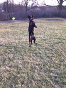 Chocolate Labrador Retriever jumping