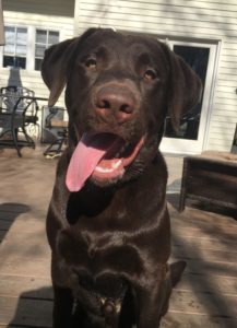 chocolate Labrador Retriever sitting tongue out