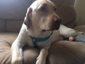 yellow Labrador Retriever on sofa