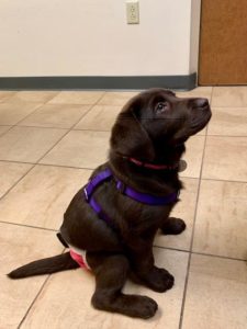 chocolate Labrador Retriever puppy sitting profile