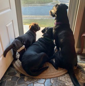 two black and one chocolate Labrador Retriever looking out the door