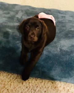 chocolate Labrador Retriever Puppy