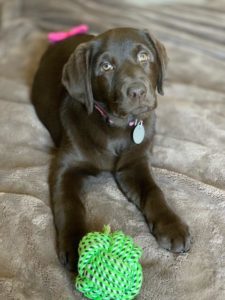 chocolate Labrador Retriever puppy laying down with toy