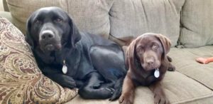 chocolate and black Labrador Retrievers on sofa
