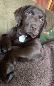 chocolate labrador retriever puppy
