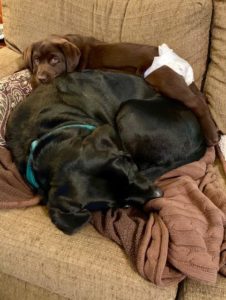 chocolate Labrador Retriever puppy laying on black Labrador Retriever