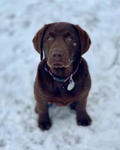 chocolate labrador retriever puppy in snow