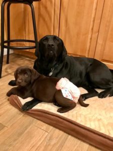 black and chocolate Labrador Retriever sharing dog bed