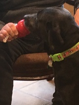 black Labrador Retriever with toy