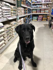 black Labrador Retriever sitting in pet store