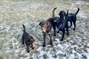 Bodhi male Labrador Retriever hanging out with his fur siblings