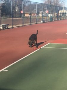 black Labrador Retriever on tennis court