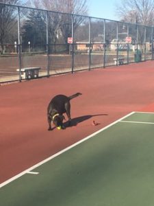 black Labrador Retriever on tennis court